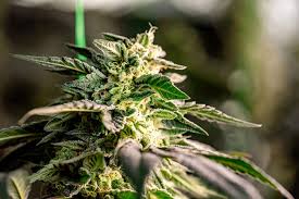 Cannabis Seeds Prince Edward Island A Comprehensive Guide Cannabis Seeds Prince Edward Island A Comprehensive Guide