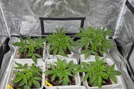 Cannabis Seeds Prince Edward Island A Comprehensive Guide Cannabis Seeds Prince Edward Island A Comprehensive Guide